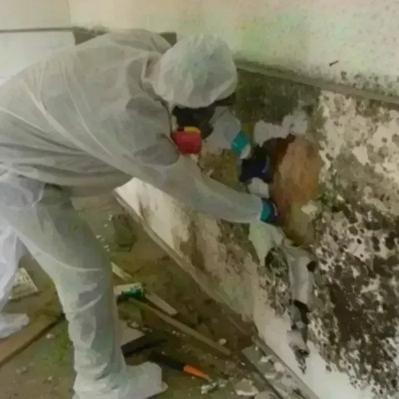 Mold Remediation and Removal in Pinellas County, FL